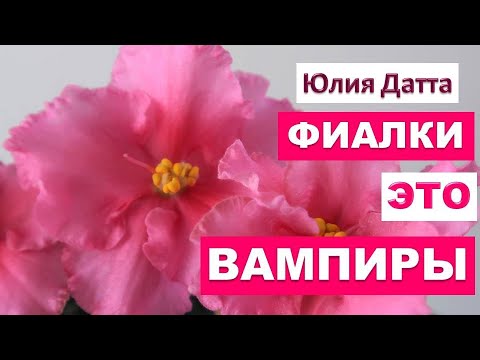 Видео: Фиалки это ВАМПИРЫ. БУДЬТЕ БДИТЕЛЬНЫ!!! Юлия Датта