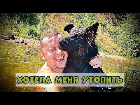 Видео: КАК НАУЧИТЬ СОБАКУ ПЛАВАТЬ. НЕМЕЦКАЯ ОВЧАРКА НА БОЛЬШОЙ РЕКЕ. GERMAN SHEPHERD ON THE RIVER