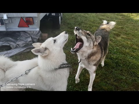 Видео: У Белкуньи и Каюра любовь и дружба