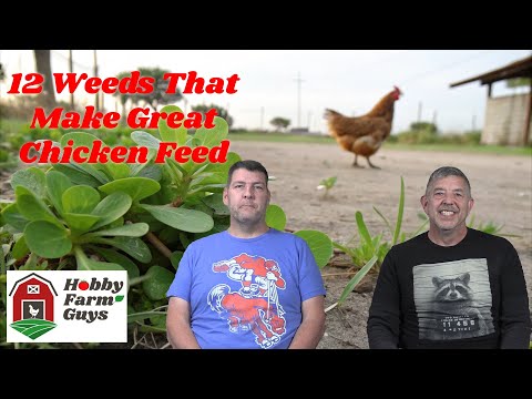 Видео: 12 сорняков, которыми можно кормить кур [Классический HFG]