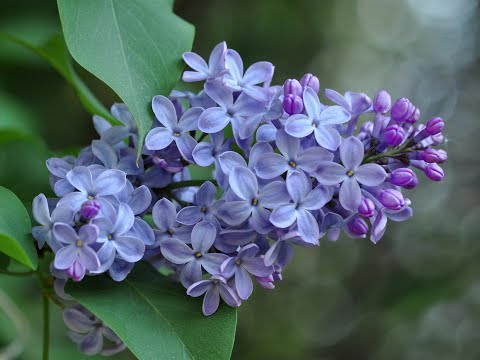 Видео: Как пользоваться молдами сирени. Мини МК Анны Крахиной