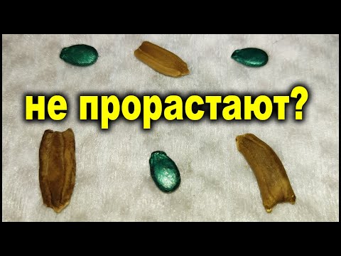 Видео: Суперспособ для прорастания семян.