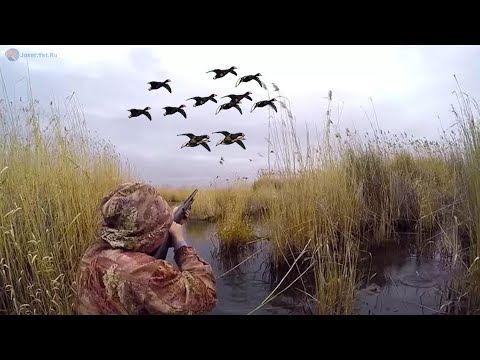 Видео: Охота 2021 осень !Отличная утрянка!