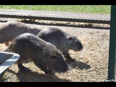 Видео: В гостях у Андрея Болсуновского (Разные виды птицы. кролики, норки, нутрии). г. Красноярск