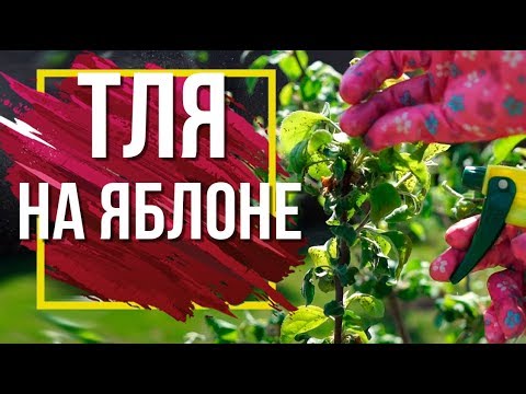 Видео: СРОЧНО! Если Тля и Муравьи Атакуют Яблоню 🍏 Что делать с Вредителями Плодовых Деревьев сад