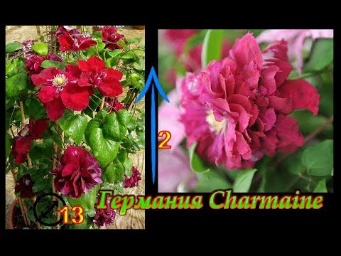 Видео: Самые красивые КЛЕМАТИСЫ 3 группы(СИЛЬНОЙ)обрезки.Strong pruning clematis