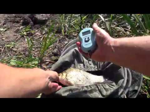 Видео: КАРАСЬ В СЕНТЯБРЕ. МАКУШАТНИК НЕ ГУСТО НО И НЕ ПУСТО