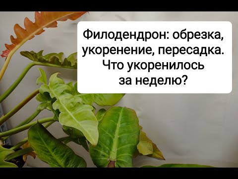 Видео: Филодендрон: обрезка, укоренение, пересадка. Что укоренилось за неделю?