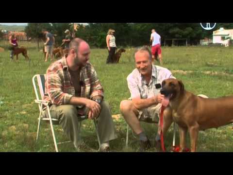 Видео: Планета собак Родезийский риджбек Часть 1 Rhodesian Ridgeback.