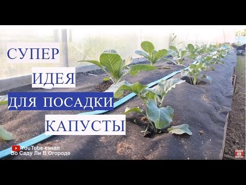 Видео: Супер ИДЕЯ для посадки КАПУСТЫ! Посадка капусты.