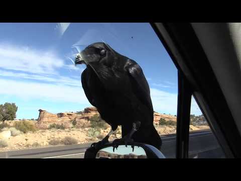 Видео: Альтернативная концовка «Года с Воронами»