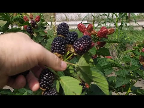 Видео: 🔥ОЖИНОВИЙ ХІТ🔥- Ремонтант!БЛЕК ДЖЕМ СТАР!🍇