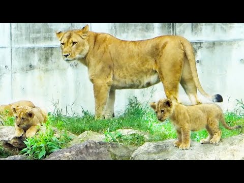 Видео: Львята не могут отвести взгляд от папы🦁❤️