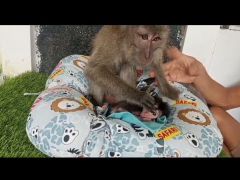 Видео: Прекрасное счастье и полная любовь к ним