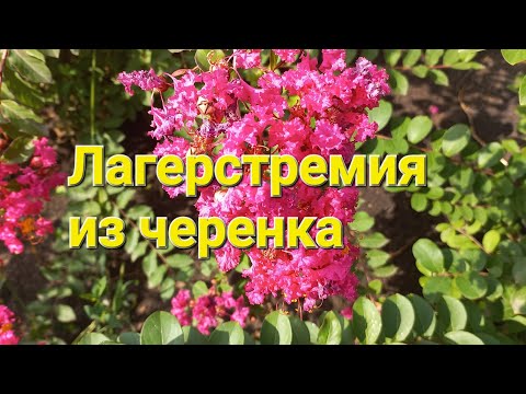 Видео: Лагерстремия в саду. Размножение черенками. Lagerstroemia