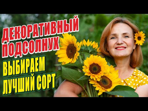 Видео: ДЕКОРАТИВНЫЕ ПОДСОЛНУХИ. ВЫБИРАЕМ ЛУЧШИЙ СОРТ!