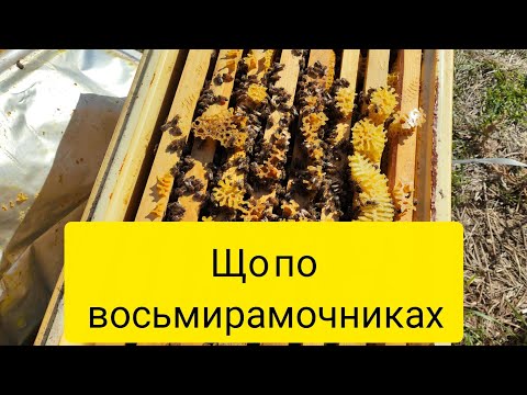 Видео: Як себе показали 8-ми рамочники
