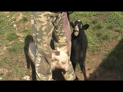 Видео: В ХОЗЯЙСТВЕ НОВАЯ ЖИВНОСТЬ! КАК БУДУТ ЖИТЬ ОВЦЫ В МОЕМ ХОЗЯЙСТВЕ - ПРАКТИЧЕСКИ НА САМООБЕСПЕЧЕНИИ!