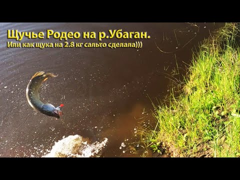 Видео: Щучье Родео на Убагане!!! Такой рыбалки у меня давно не было!#убаган#щуканаспиннинг#фаворит#