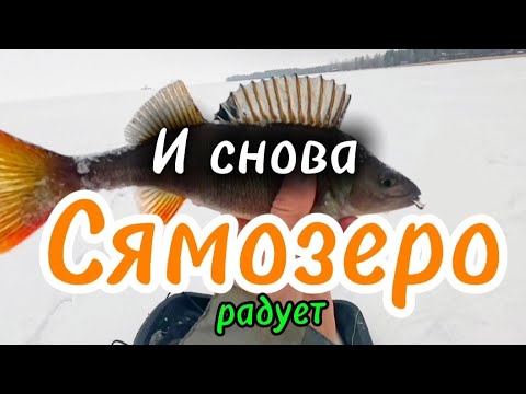 Видео: И снова Сямозеро зимняя рыбалка в Карелии