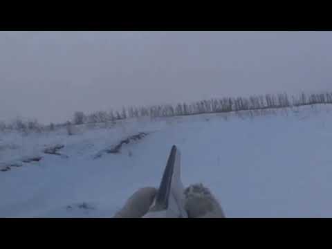 Видео: Отличная охота на зайца русака. Сезон 2022-2023 №157.