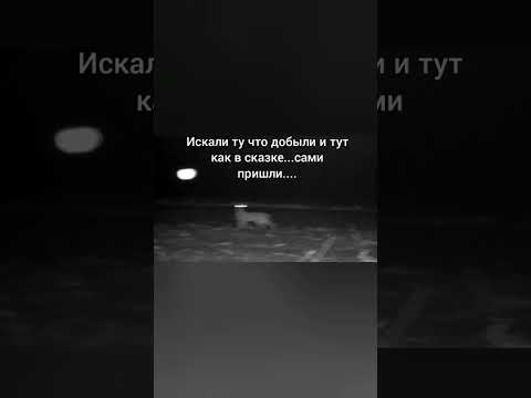 Видео: Охота на косулю с подхода 2025!!!