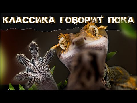 Видео: НЕОЧЕВИДНЫЕ ДОМАШНИЕ ПИТОМЦЫ | ЕСЛИ ОБЫЧНЫЕ РЕПТИЛИИ НАСКУЧИЛИ