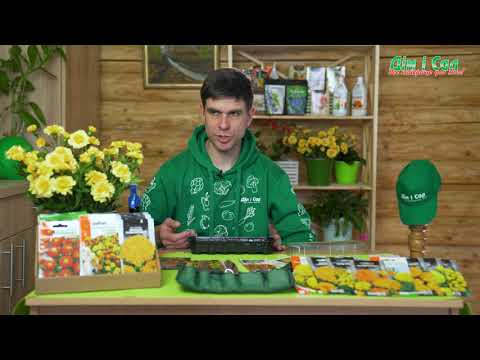 Видео: Чорнобривці. Як посіяти? Класчні сорти та незвичайні новинки! #насіння чорнобривців