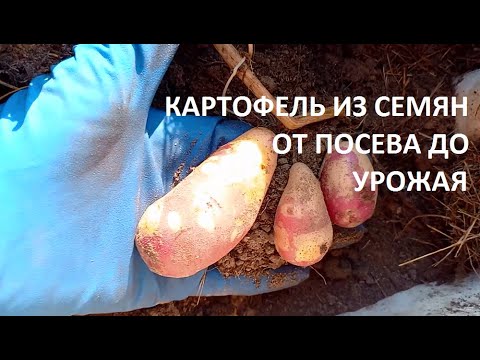 Видео: Картофель из семян от  посева до урожая.