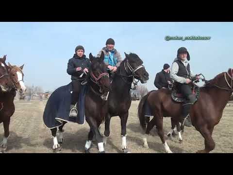 Видео: Мақтарал ауданы Егембердиевтер әулеті Нұрлан мырзаның елден бата алу той көкпары 13 02 2024