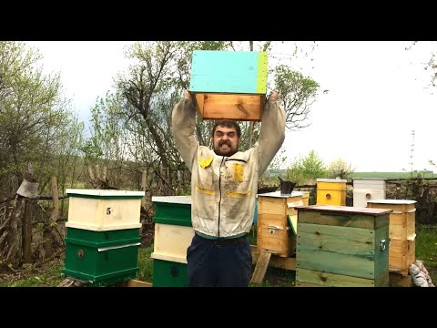 Видео: Расширение гнезда. Установка второго корпуса. Предупреждаем роение пчел