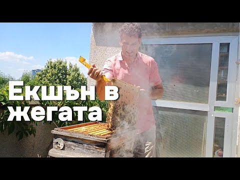 Видео: Първи преглед след заселване и поставяне на контролна рамка
