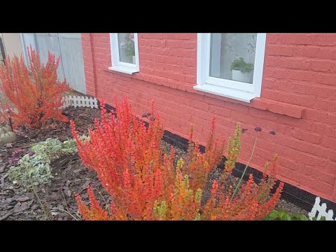 Видео: 25-10-2025/СПИЛИЛИ СТАРУЮ ГРУШУ/ОМОЛОДИЛИ ЯБЛОНИ СТАРЫЕ/ЧАСТИЧНО УБРАЛА ПАЛИСАДНИКИ/Умер наш Бимка.