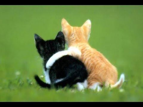 Видео: Алена Васілевіч "Сябры"