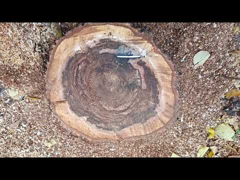 Видео: CODIT   компартментализация не сработала и гниение идет до основания дерева