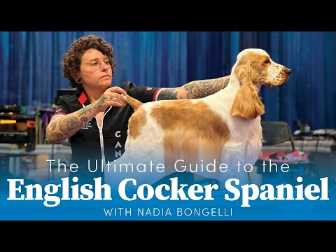Видео: ТИЗЕР: Полное руководство по английскому кокер-спаниелю с Надей Бонджелли