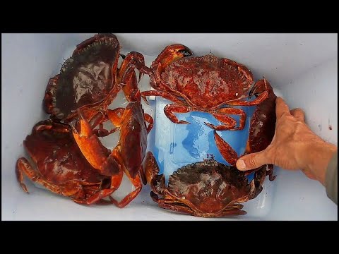 Видео: Экспедиция за Крабами на Каяке часть 2 2020 (Kayak Crabbing)