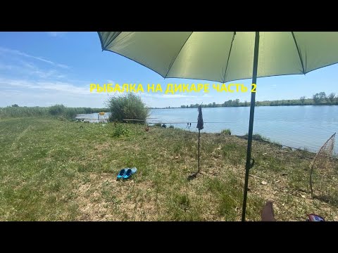 Видео: РЫБАЛКА НА КАРПА И АМУРА НА ДИКАРЕ / 17-19 ИЮНЯ 2024Г ЧАСТЬ 2  #рыбалка