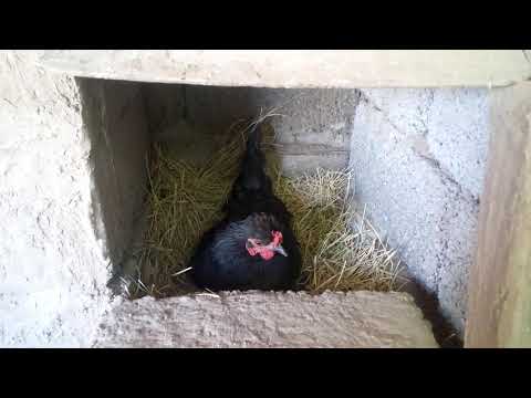 Видео: Тауқты күштеп күрк қылу 2-бөлім