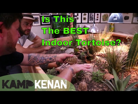 Видео: Великолепные домашние черепахи!