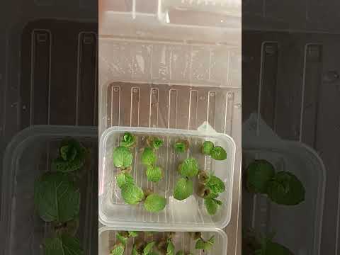 Видео: Изучение коммерческие выгодного размножения мяты