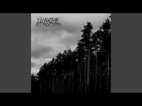 Видео: Лес мой храм