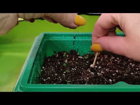 Видео: Пикируем глоксинию и сеем папоротники.