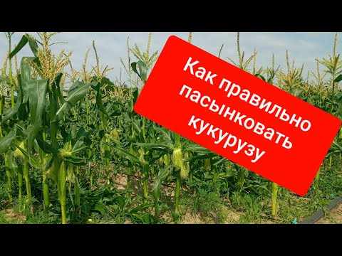 Видео: Как правильно нужно пасынковать кукурузу