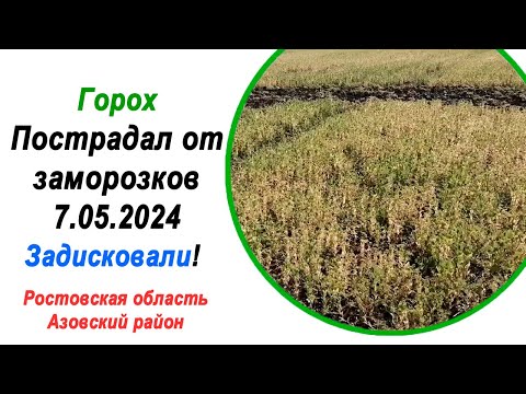 Видео: Горох | Засуха и Заморозки в Мае | 7 мая 2024