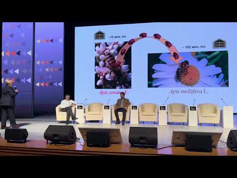 Видео: Тропилапсоз . Брандорф #16