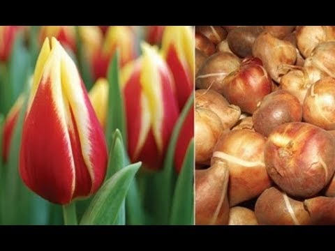 Видео: КАК СОХРАНИТЬ ЛУКОВИЦЫ ТЮЛЬПАНОВ ДО ВЕСНЫ? / Elena Pero