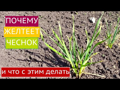 Видео: СПАСАЕМ ЧЕСНОК ОТ ПОЖЕЛТЕНИЯ, РАЗВЕНЧИВАЕМ МИФЫ!