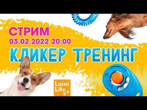 Видео: Кликер дрессировка для собак — что это такое и как использовать.