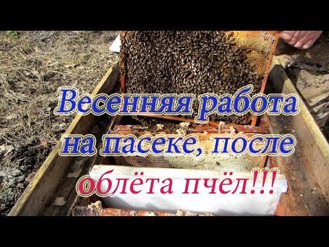 Видео: ОСНОВНЫЕ ВЕСЕННИЕ ПАСЕЧНЫЕ РАБОТЫ НА ПАСЕКЕ ПОСЛЕ МАССОВОГО ОЧИСТИТЕЛЬНОГО ОБЛЁТА🔥🔥🔥